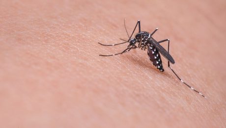 Czy środki na komary to trucizna? Czy popularne w sprzedaży w Polsce?