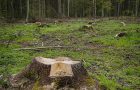 Co dzieje się w polskich lasach? Sprzedaż, wycinka drzew…co jeszcze?