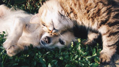 Ubezpieczenie psa i kota – jak działa, kiedy jest możliwe?