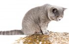 Ile kosztuje kot brytyjski? Cena kupna kota i koszty utrzymania