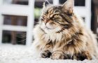 Ile kosztuje kot perski? Ile kosztuje kot, a ile jego utrzymanie?