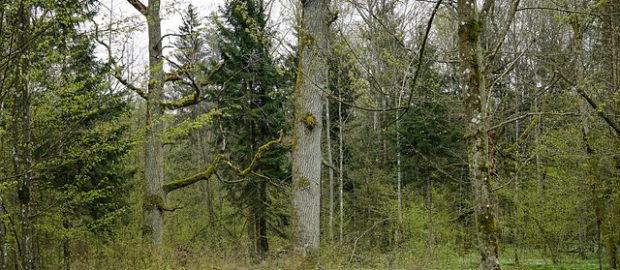 drzewa w lesie