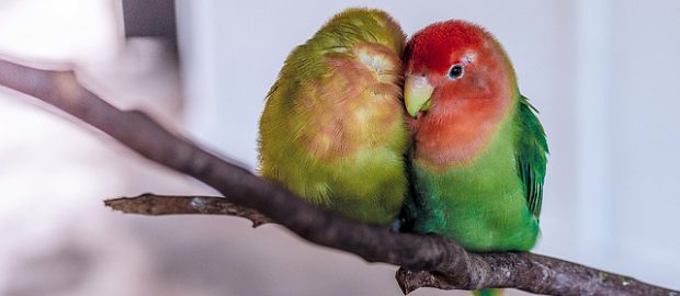 Kolorowe papużki