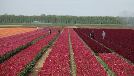 Rozliczenie podatku z Holandii za prace sezonowe – najważniejsze informacje