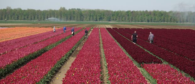 Praca tymczasowa na platnacji tulipanów w Holandii