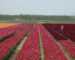 Praca tymczasowa na platnacji tulipanów w Holandii